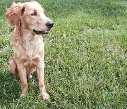 Golden retriever puppies for sale. Wonderful AKC Male Golden Retriever Puppy for Sale - 7 Months Old for Sale in Wilmington, North ...
