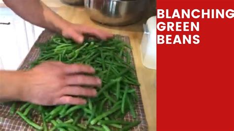 Transfer the green beans to the ice bath for 4 to 5 minutes. Blanching and freezing green beans - YouTube