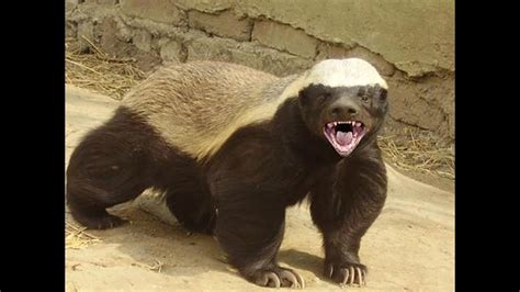 Eatme@thehoneyhole.com online gift certificates now available! Honey Badgers: The Crazy Truth - YouTube