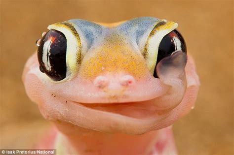 cicak tokek