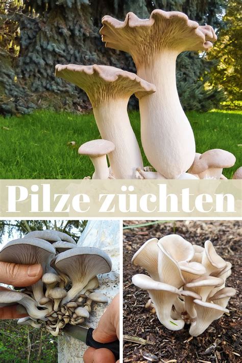 We did not find results for: Pilzzucht | selbst.de | Pilze züchten, Pilze anbauen ...