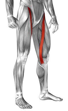 Related online courses on physioplus. 11 Best Sartorius Muscle: Stretch & Strengthen images ...
