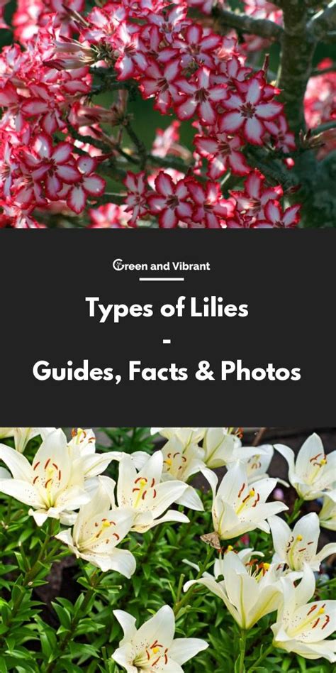 Different colours and types of lilies hold a variety of meanings across the world in different cultures. Types of Lilies - Varieties, Facts & Photos | Types of ...