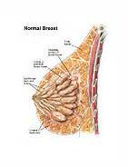 Each breast has 15 to 20 sections, called lobes. Breast - General Anatomy - MediVisuals