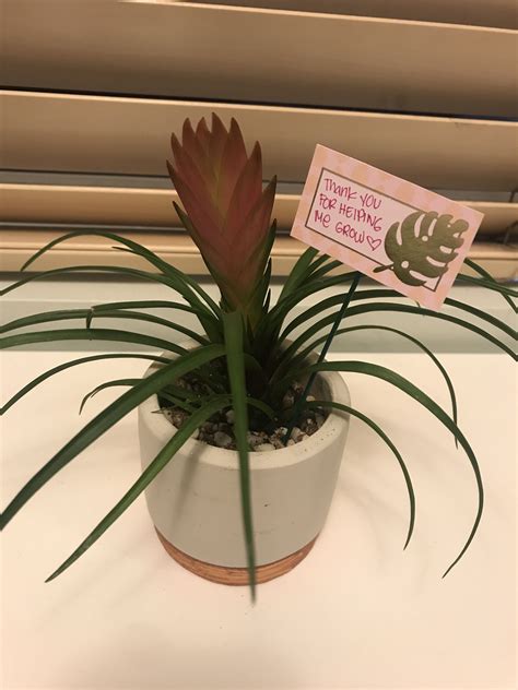 The perfect gift is the one that blends equal parts of thoughtfulness and utility. Farewell gift for my coworkers | Farewell gifts, Gifts, Plants