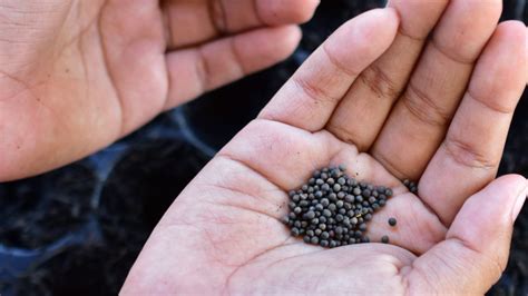 Some of the seeds have been mailed in white packages displaying chinese lettering and the words china post. others, such as those mailed to if you receive seeds from china, do not plant them. Mystery Seeds, Possibly From China, Are Being Mailed to ...