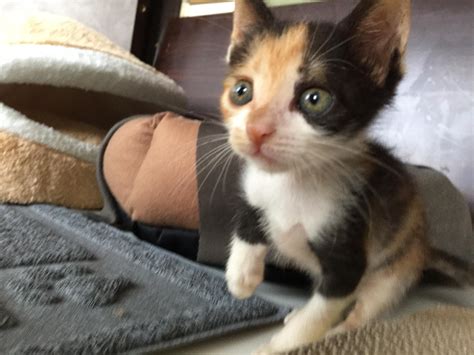 Abandoned Little Kitten Grows Up To Become One Of The Cutest Cats Ever - Page 13 of 20 - Natural ...