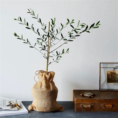 Hat die pflanze die überwinterung gut überstanden, sollte sie. Olivenbaum überwintern: Frostschutz für die Kübelpflanze ...