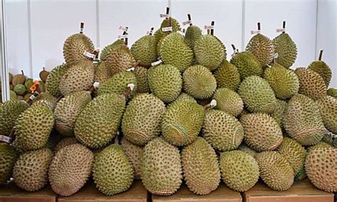 Karena memang memiliki ukuran yang besar, maka durian ini mempunyai sebutan yaitu raja buah. Kenali Ciri-Ciri Musang King Dengan Betul