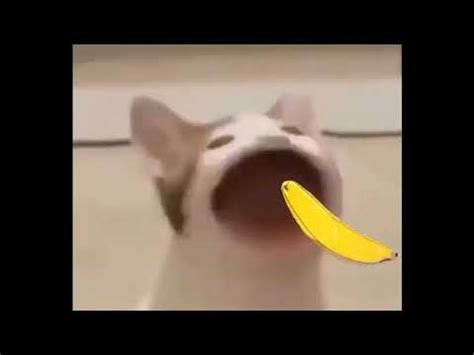 Nov 24, 2020 · the perfect pop cat animated gif for your conversation. #popcat #popcatmeme #meme Pop cat eating Banana|He is ...