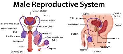 From wikimedia commons, the free media repository. Diagram showing male reproductive system - Download Free ...