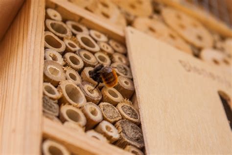 We did not find results for: What do you need to attract Mason bees?