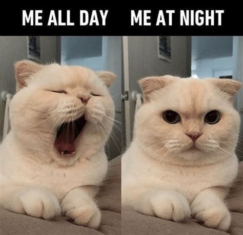 Top 18 saturday morning memes, saturday memes, funny saturday morning memes, funny saturday. 26 Fresh Out Of The Kitchen Caturday Memes For Your ...