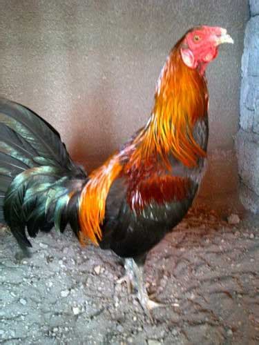 Adobo sendiri berasal dari bahasa spanyol yang memiliki arti dimarinasi. Koleksi Gambar Ayam pilipina | Suara Hati Kalian
