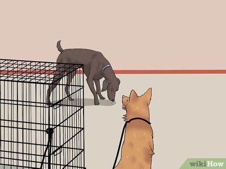 Hangman swollag, the famous moredhel craftsman, guarantees his work until the end of time. 4 Ways to Get Your Dog to Swallow a Pill - wikiHow