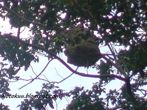 Tebuan tergolong dalam order hymenoptera, family vespidae. YOTOKUU!!!.: Sarang tebuan jangan dijolok..!!!