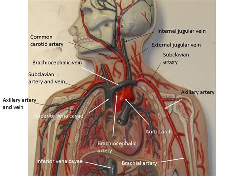 Describes arteries, veins, and capillaries, and distinguishes between the pulmonary and systemic circulations. Image result for vessel flat board labeled | Arteries and ...