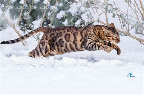 Did you know that there are certain hypoallergenic cat breeds that might not provoke your allergies? Bengal Cat running in Snow (med bilder)