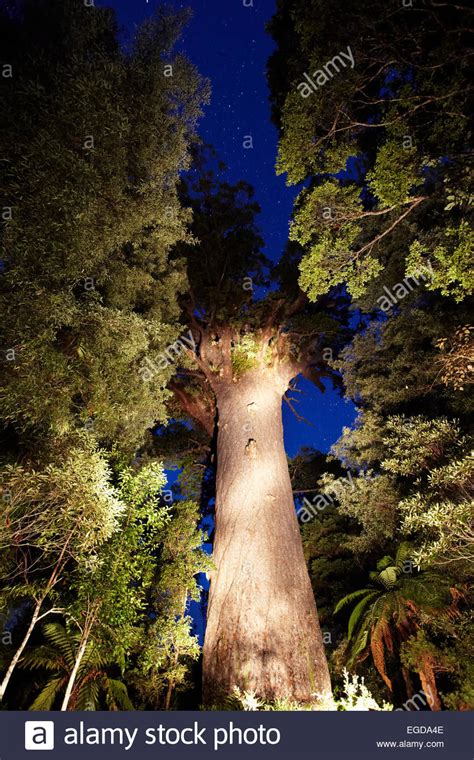 Եթե դուք մոռացել եք ձեր ուսանողական էլ. Kauri Baum Tane Mahuta, Waipoua Forest, Region Northland ...