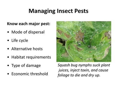 · blister beetles are a group of pests from the meloidae family and there are more than 250 kinds of. PPT - Organic Management of Weeds, Pests, and Crop ...