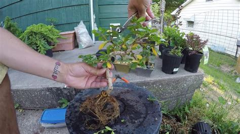 We did not find results for: walmart clearanced fukien tea bonsai tree repotting ...