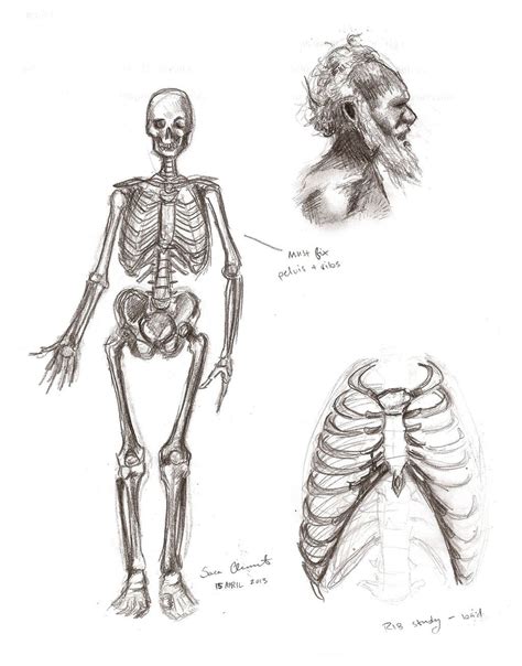 Man sketch pose anatomy, male anatomy drawing reference. Male Anatomy: Skeleton by TabathaZee.deviantart.com on ...