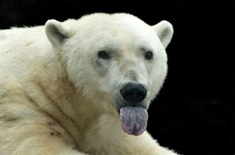 La scène a été filmée sur l'ile de baffin, au canada. Photos d'ours polaires : la manipulation | Contrepoints