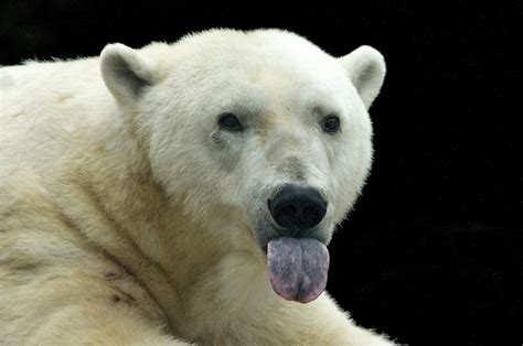 Il a ajouté une image d'ours polaire sur une image de plage. Photos d'ours polaires : la manipulation | Contrepoints