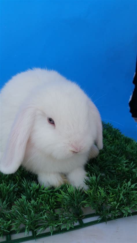 2yr · fatalifeaten · r/aww. Holland Lop Rabbits For Sale | Riverside, CA #256694