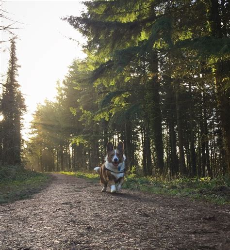 Maybe you would like to learn more about one of these? Dog & Pet Friendly Log Cabin & Lodge Holidays in the UK ...