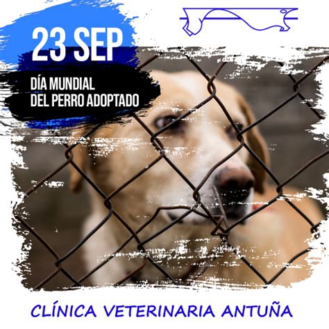 Adoptando un perro, llevando a este animal a tu hogar y haciendo que forme parte del mismo, le estás dando una segunda oportunidad de ser feliz. DÍA 23 DÍA DEL PERRO ADOPTADO | Clínica Veterinaria Antuña