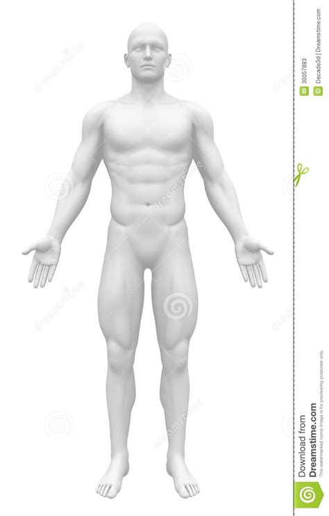 Maybe you would like to learn more about one of these? Blank Anatomy Figure - Front View Stock Illustration ...