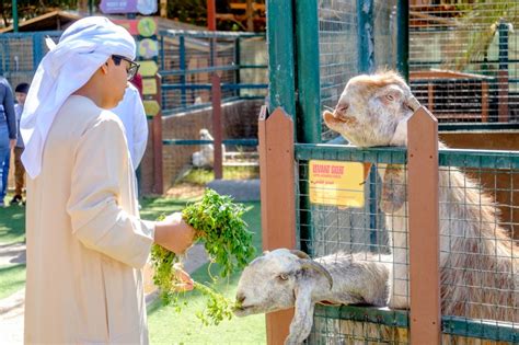 Over holidays the hours of opening for woolworths in gladstone park shopping centre may vary from daily times displayed above. Petting Zoo @ Emirates Park Zoo | Tickikids Abu Dhabi