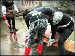 Qurbani beautifu girls slaughtering a goat woman slaughter goat بکری ذبح کرنے والی لڑکی. Pin auf Vidéos