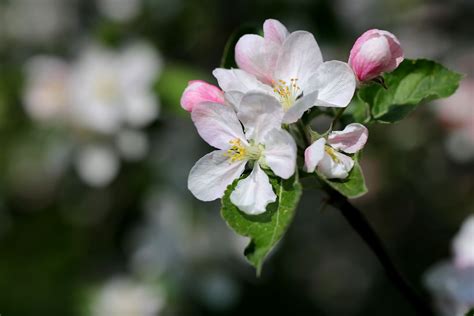 Come ben sappiamo, ogni fiore ha un proprio linguaggio e quindi un significato differente. fiori di melo | JuzaPhoto