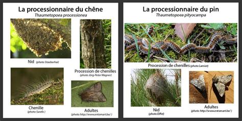 Les chenilles processionnaires du chêne représentent un réel danger pour la santé du chien, et de son propriétaire. chenilles - Hygiène Office