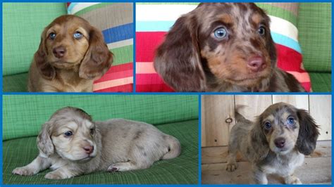 If you need a reputable dachshund breeder, you've come to the right website. Micro Mini Dachshunds Puppies For Sale - PetsWall