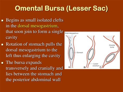 The type of epithelium varies along the tract depending upon function. PPT - The Development of the Digestive System PowerPoint ...