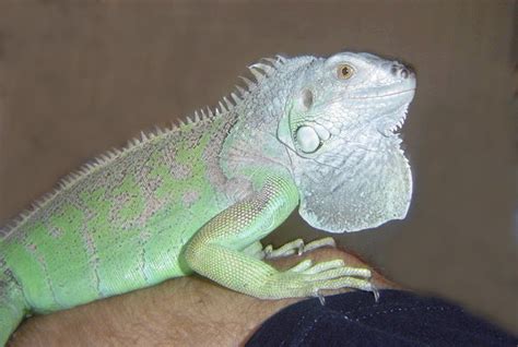 Would you like to change the currency to euros (€)? iguana
