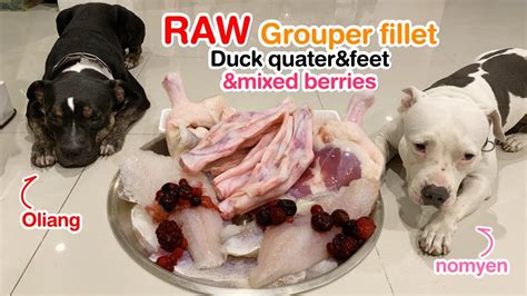 If you're a pet duck, then you must be more careful regarding their diet. Pit Bulls eat RAW Grouper fillet, duck and mixed berries ...