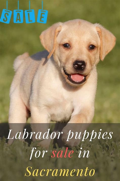 A male and a female. Lab Puppies Sacramento / English Yellow Lab Puppies For Sale Northern California - Check out ...