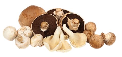 Are mushrooms healthy for babies? Mushrooms - Fresh Baby | Nutrition Education Products for ...