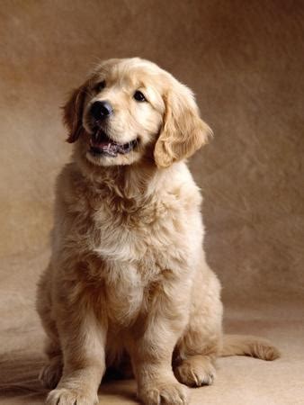 Adopt your own golden retriever puppy today! Golden Retriever Puppy Photographic Print by Don Mason ...