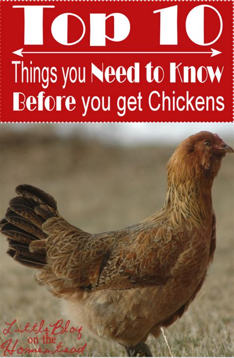 The cottage hens tilly's nest my pet chicken mcmurray hatchery. 10 Things You Must Know Before Getting CHICKENS | Laying ...