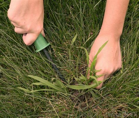 Use the tip of the shovel to break up any big clumps of soil. Pull Weeds Effectively | Simply Organic Turf Care