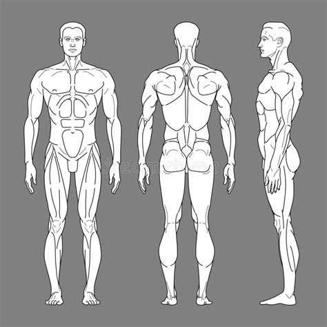 Athletic man front and back. Human Body Outline Front Side Back Stock Illustrations - 205 Human Body Outline Front Side Back ...