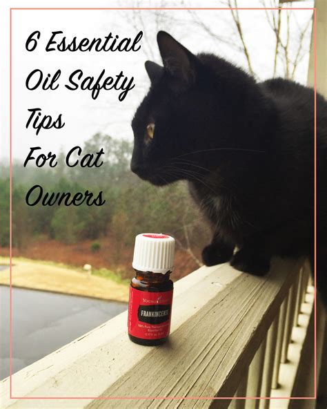 6 Essential Oil Safety Tips for Cat Owners | Meow Lifestyle
