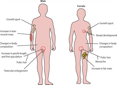 Puberty) على أنَّه العمر الذي يتطور فيه الأطفال جسدياً وعاطفياً، إذ ينتقلون من الطفولة إلى مرحلة الشباب، وتحدث في هذه المرحلة مجموعة. البلوغ عند الذكور بالصور , بالصور عرض مراحل بلوغ الصبي ...