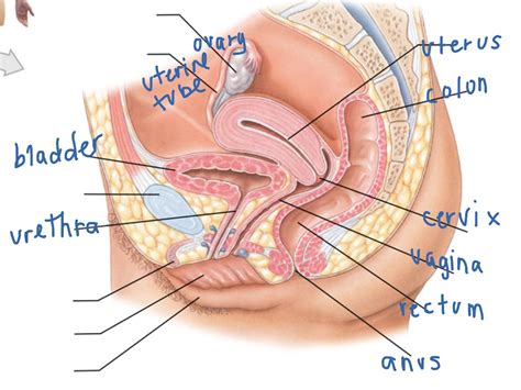 Download a free preview or high quality adobe illustrator ai, eps, pdf and high resolution jpeg versions. Female Pelvic Region Organs | Science, Biology, anatomy ...