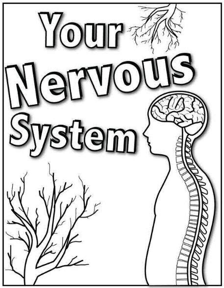 The nervous system enables humans to react to their surroundings and to coordinate their behaviour. 15 Best Images of Neuron Labeling Worksheet - Motor Neuron ...